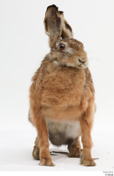 Whole Body Rabbit Animal photo references